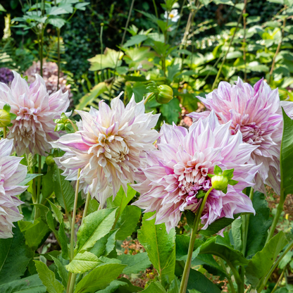 Dahlia tubers - 3 pcs. - Dahlia 'Café au lait Twist' - Flower Bulbs
