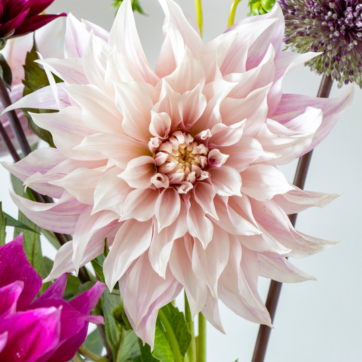 Dahlia tubers - 3 pcs. - Dahlia 'Café au lait Twist' - Flower Bulbs