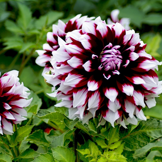 Dahlia tubers - 3 pcs. - Dahlia 'X-Factor' - Flower Bulbs