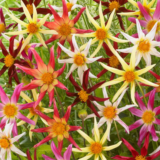 Dahlia tubers - 3 pcs. - Dahlia 'Honka Mix' - Flower Bulbs