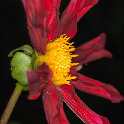 Dahlia tubers - 3 pcs. - Dahlia 'Honka Mix' - Flower Bulbs