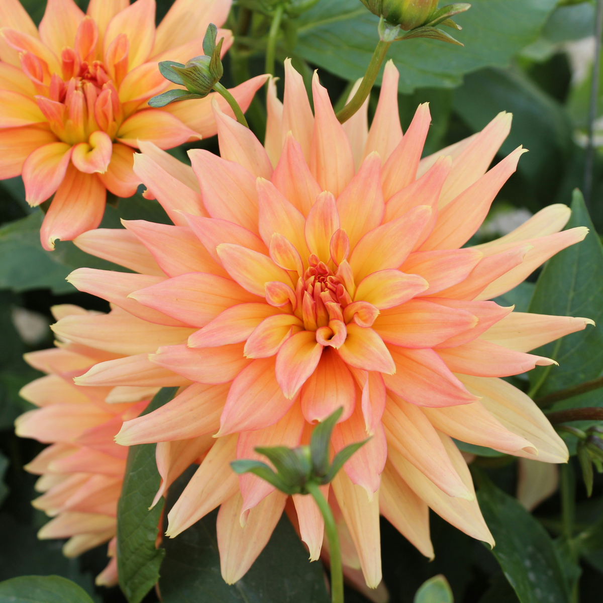 Dahlia tubers - 3 pcs. - Dahlia 'Labyrinth & Twotone' - Flower Bulbs