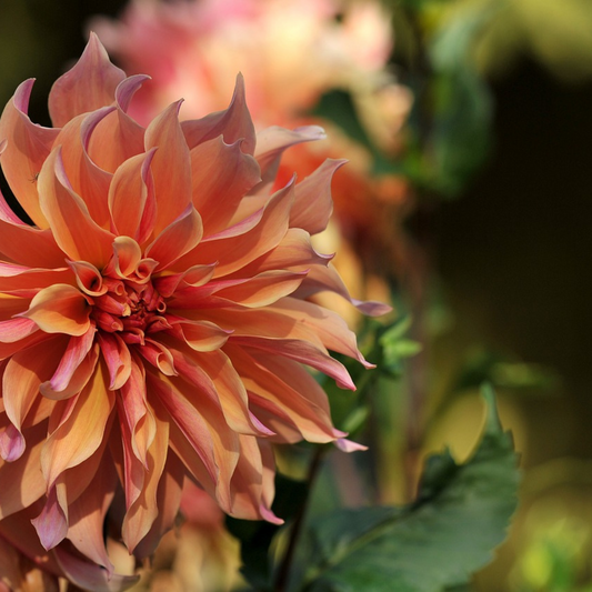 Dahlia tubers - 6 pcs. - Dahlia 'Labyrinth' - Flower Bulbs - Purple