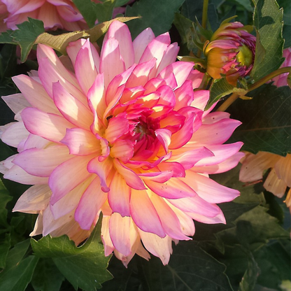 Dahlia tubers - 6 pcs. - Dahlia 'Labyrinth' - Flower Bulbs - Purple