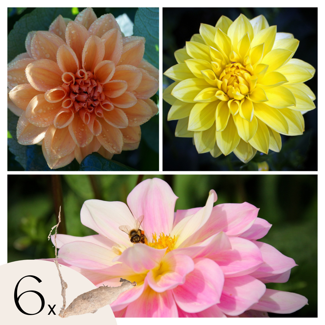Dahlia tubers - 6 pcs. - Dahlia 'Waterlily Mix' - Flower Bulbs