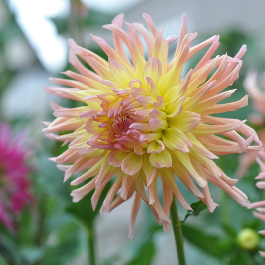 Dahlia tubers - 3 pcs. - Dahlia 'Cabanna Banana' - Flower Bulbs
