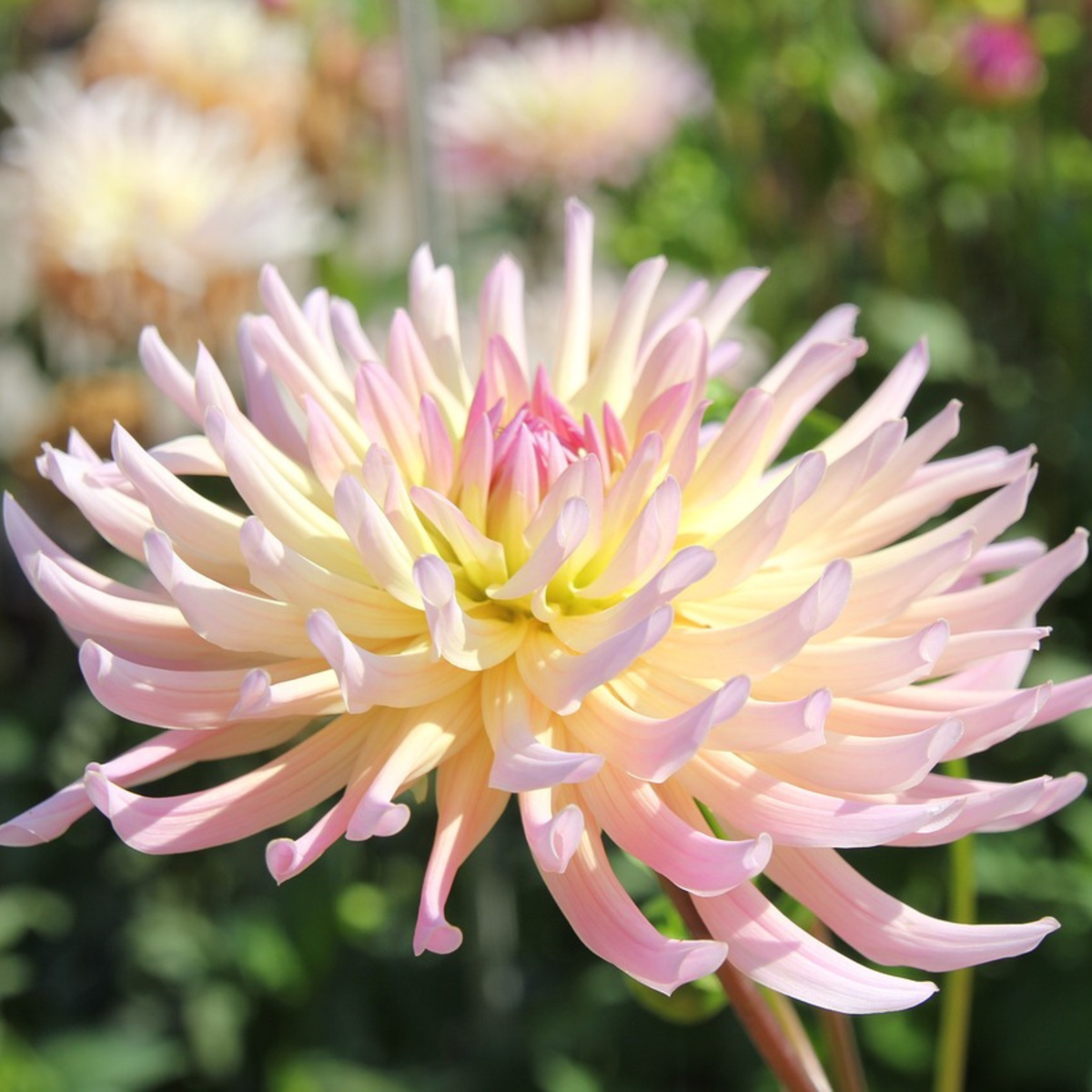 Dahlia tubers - 3 pcs. - Dahlia 'Cabanna Banana' - Flower Bulbs