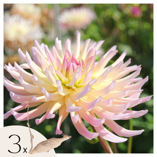 Dahlia tubers - 3 pcs. - Dahlia 'Cabanna Banana' - Flower Bulbs