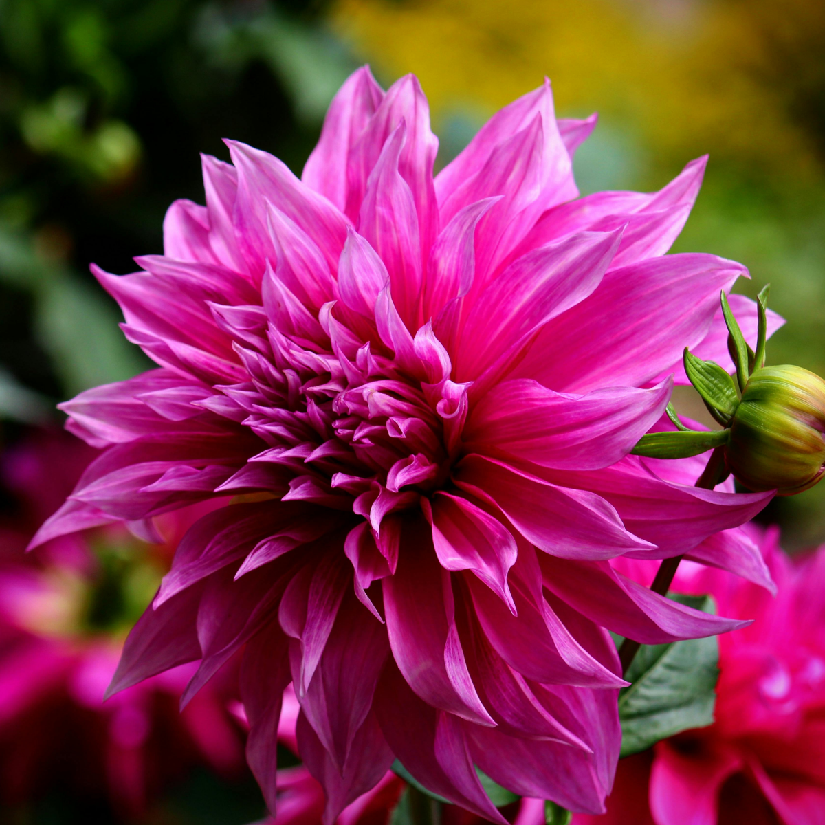 Dahlia tubers - 3 pcs. - Dahlia 'Café au lait Rosé' - Flower Bulbs