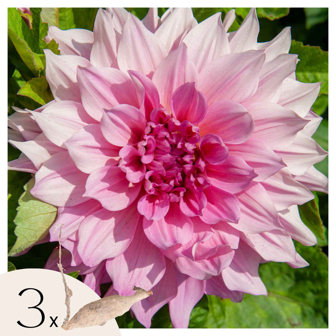 Dahlia tubers - 3 pcs. - Dahlia 'Café au lait Royal' - Flower Bulbs