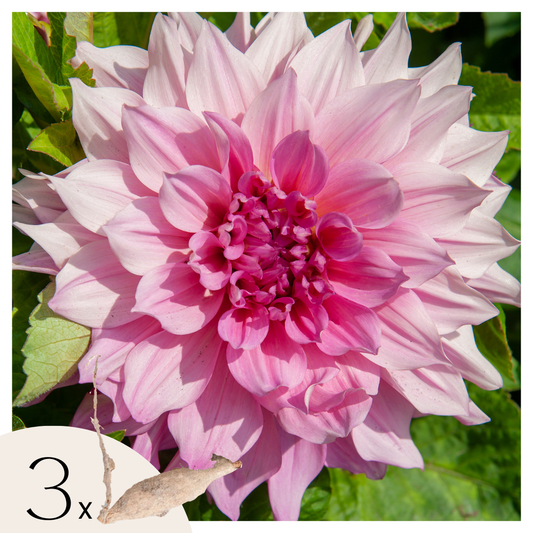 Dahlia tubers - 3 pcs. - Dahlia 'Café au lait Royal' - Flower Bulbs