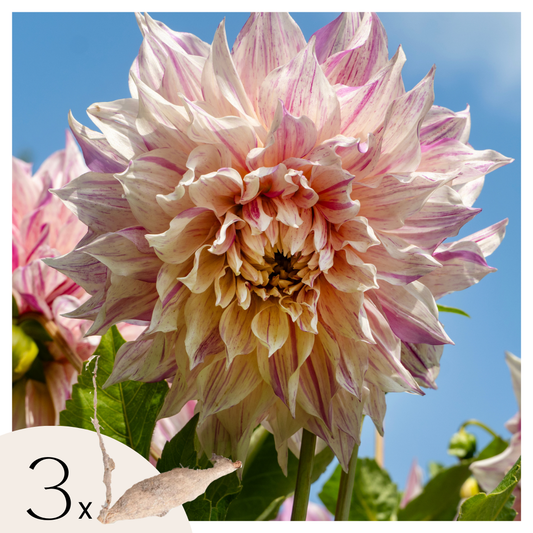 Dahlia tubers - 3 pcs. - Dahlia 'Café au lait Twist' - Flower Bulbs