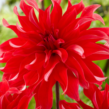 Dahlia tubers - 3 pcs. - Dahlia 'Labyrinth Red' - Flower Bulbs