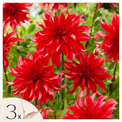 Dahlia tubers - 3 pcs. - Dahlia 'Labyrinth Red' - Flower Bulbs