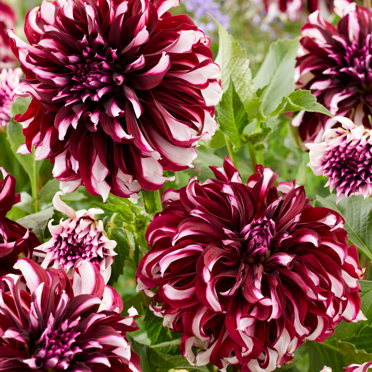 Dahlia tubers - 3 pcs. - Dahlia 'X-Factor' - Flower Bulbs