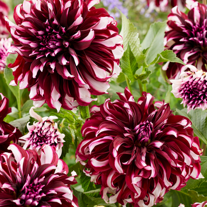 Dahlia tubers - 3 pcs. - Dahlia 'X-Factor' - Flower Bulbs