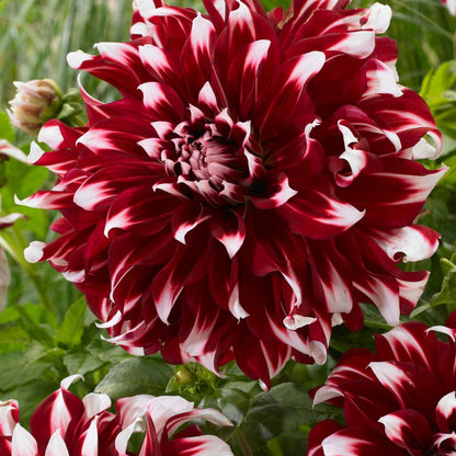 Dahlia tubers - 3 pcs. - Dahlia 'X-Factor' - Flower Bulbs