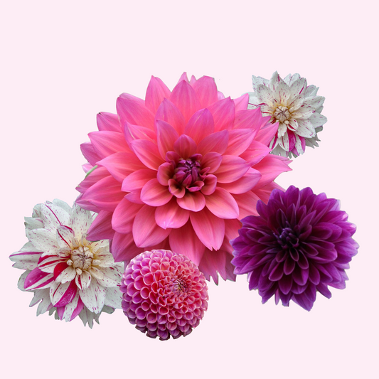 Dahlia tubers - 4 pcs. - Dahlia 'Bouqet Sunrise' - Flower Bulbs