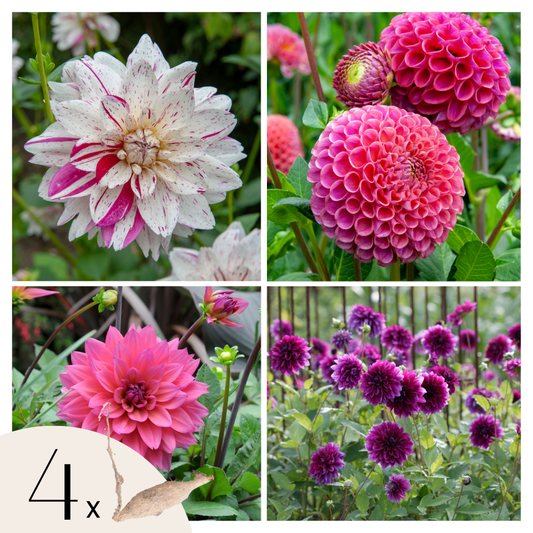 Dahlia tubers - 4 pcs. - Dahlia 'Bouqet Sunrise' - Flower Bulbs