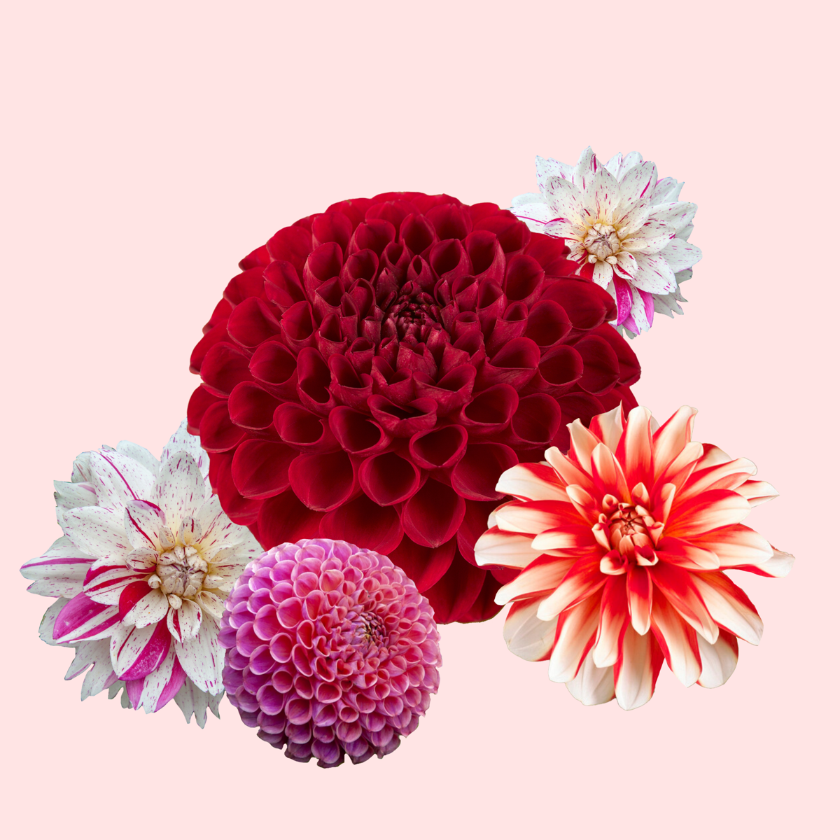 Dahlia tubers - 4 pcs. - Dahlia 'Bouqet Sunset' - Flower Bulbs