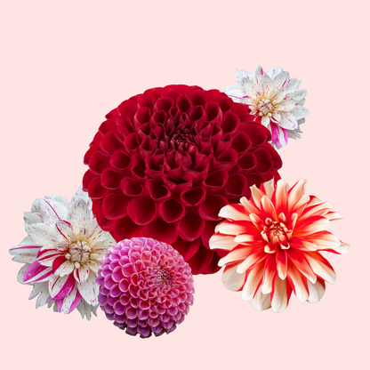 Dahlia tubers - 4 pcs. - Dahlia 'Bouqet Sunset' - Flower Bulbs