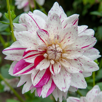 Dahlia tubers - 4 pcs. - Dahlia 'Bouqet Sunset' - Flower Bulbs