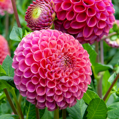 Dahlia tubers - 4 pcs. - Dahlia 'Bouqet Sunset' - Flower Bulbs