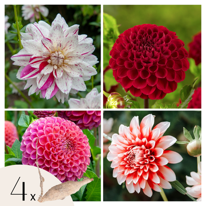 Dahlia tubers - 4 pcs. - Dahlia 'Bouqet Sunset' - Flower Bulbs