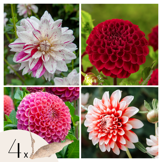 Dahlia tubers - 4 pcs. - Dahlia 'Bouqet Sunset' - Flower Bulbs