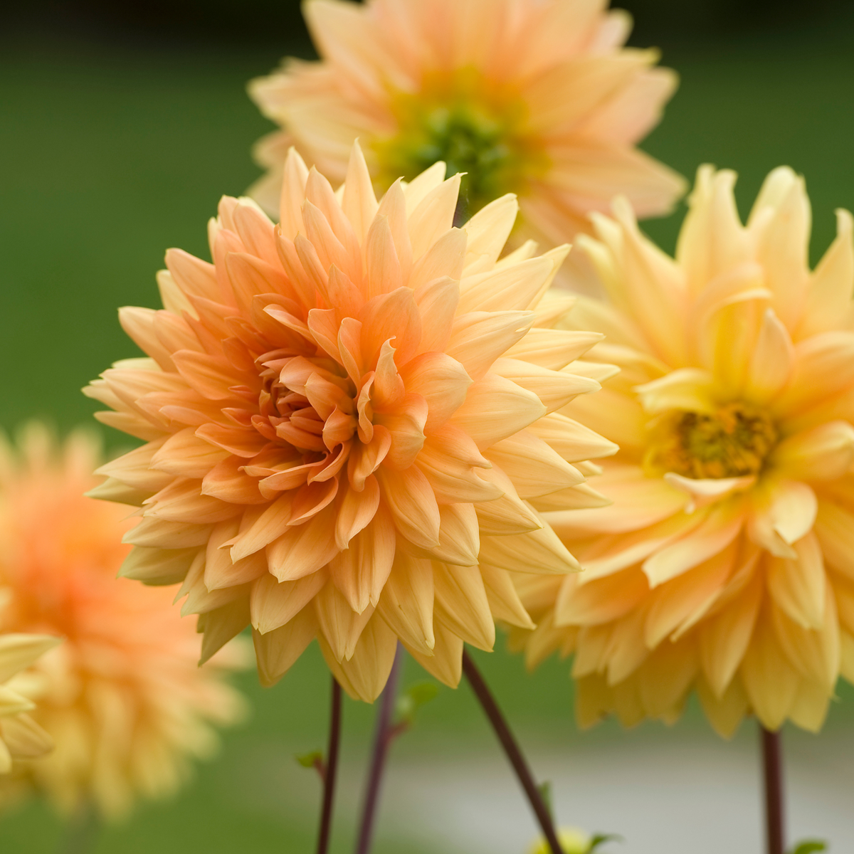 Dahlia tubers - 4 pcs. - Dahlia 'Bouqet Sunshine' - Flower Bulbs