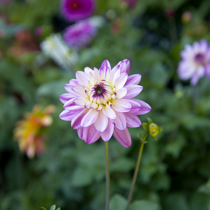 Dahlia tubers - 4 pcs. - Dahlia 'Pink Love' - Flower Bulbs