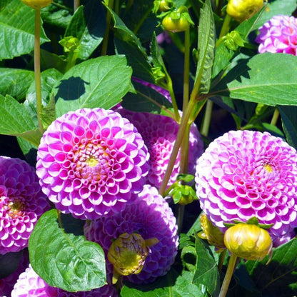 Dahlia tubers - 4 pcs. - Dahlia 'Pink Love' - Flower Bulbs
