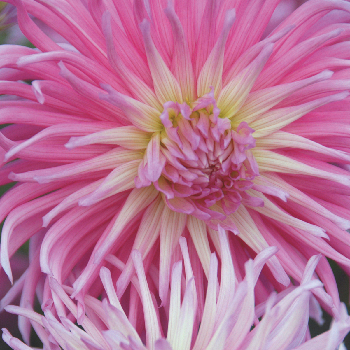 Dahlia tubers - 4 pcs. - Dahlia 'Pink Love' - Flower Bulbs