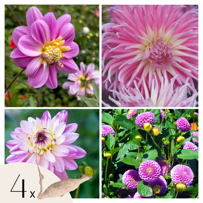 Dahlia tubers - 4 pcs. - Dahlia 'Pink Love' - Flower Bulbs