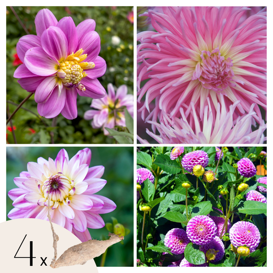 Dahlia tubers - 4 pcs. - Dahlia 'Pink Love' - Flower Bulbs