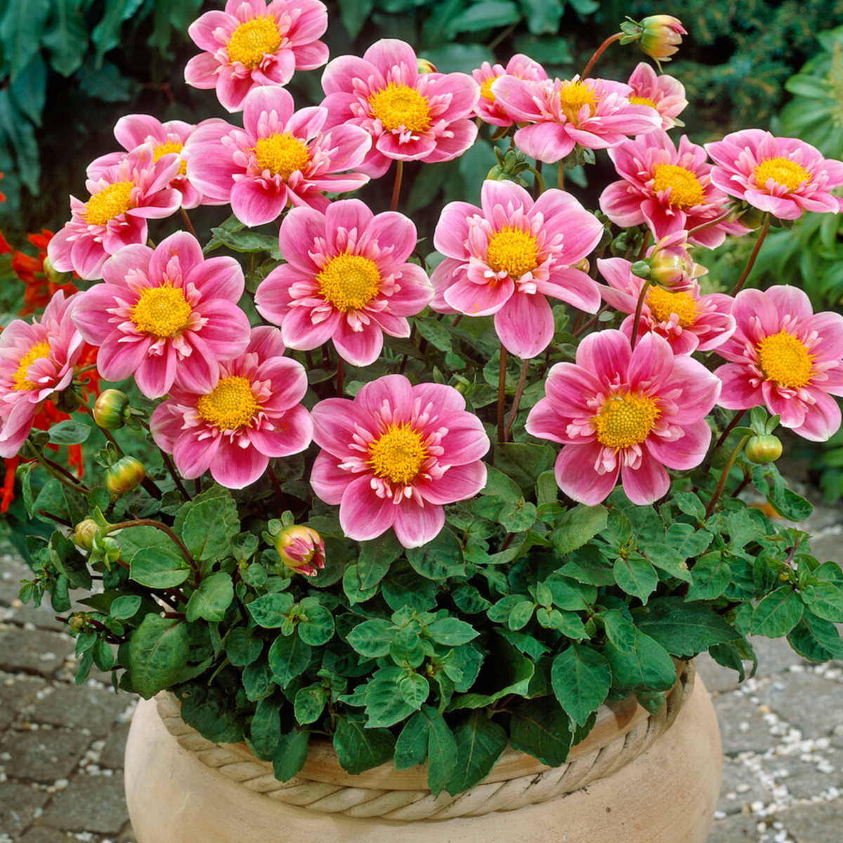 Dahlia tubers - 4 pcs. - Dahlia 'Purple Love' - Flower Bulbs