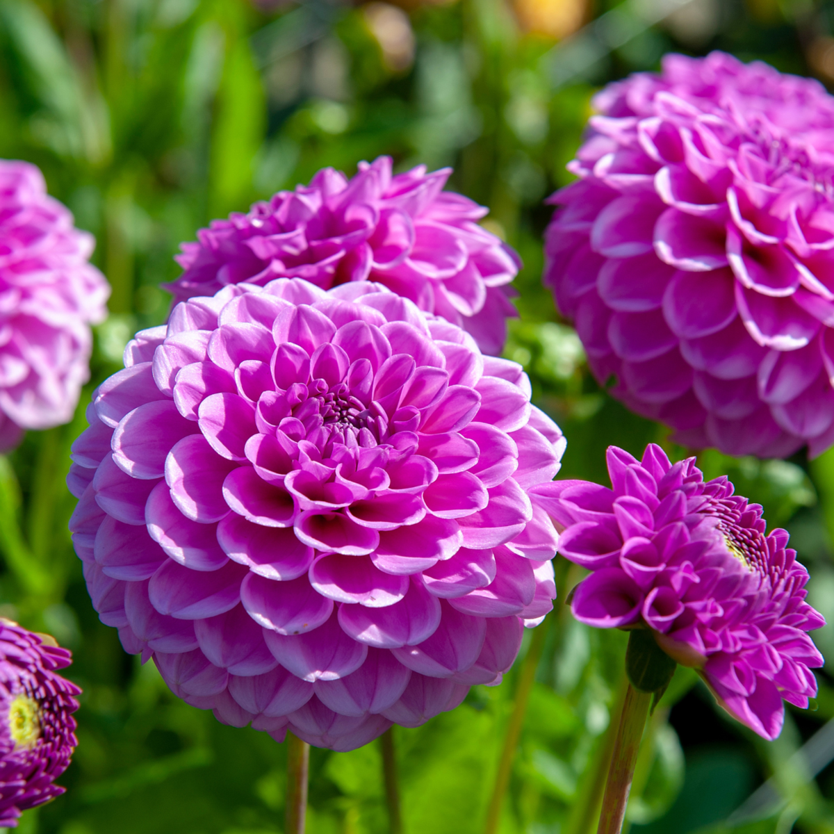 Dahlia tubers - 4 pcs. - Dahlia 'Purple Love' - Flower Bulbs