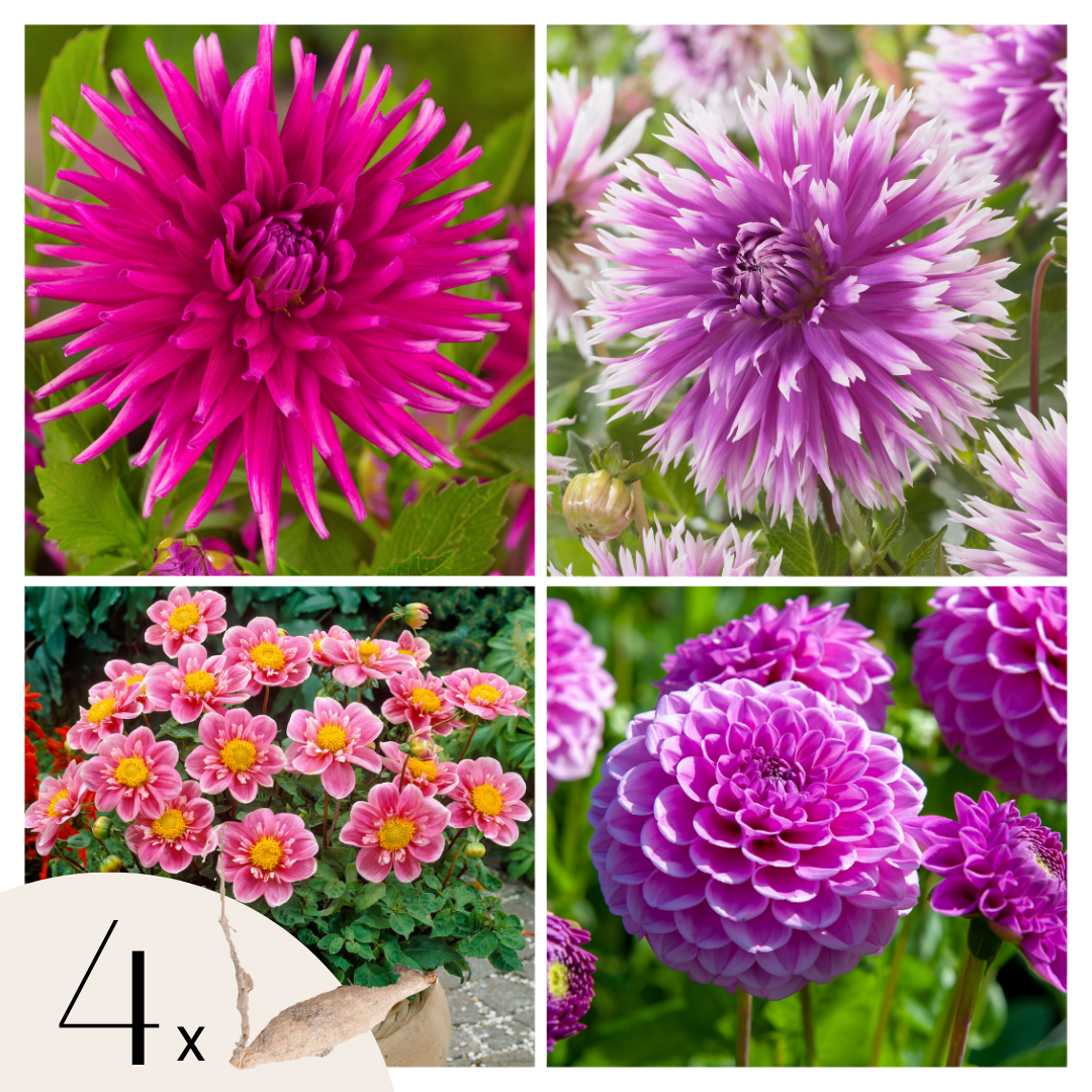Dahlia tubers - 4 pcs. - Dahlia 'Purple Love' - Flower Bulbs