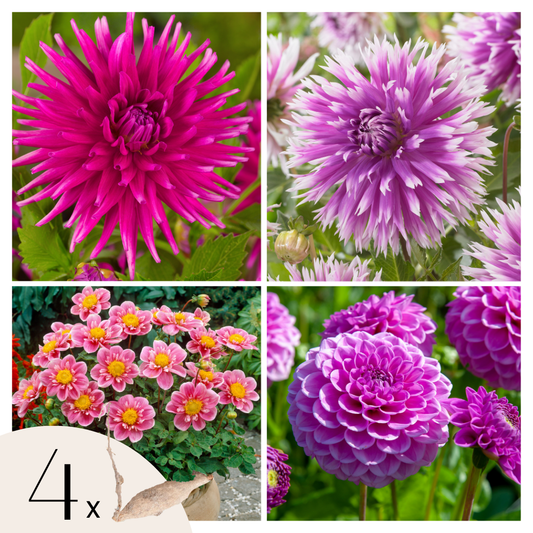 Dahlia tubers - 4 pcs. - Dahlia 'Purple Love' - Flower Bulbs