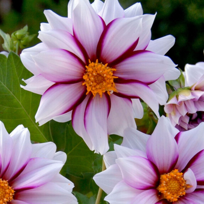 Dahlia tubers - 4 pcs. - Dahlia 'Salmon Love' - Flower Bulbs