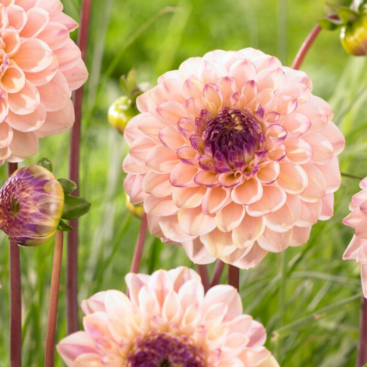 Dahlia tubers - 4 pcs. - Dahlia 'Salmon Love' - Flower Bulbs