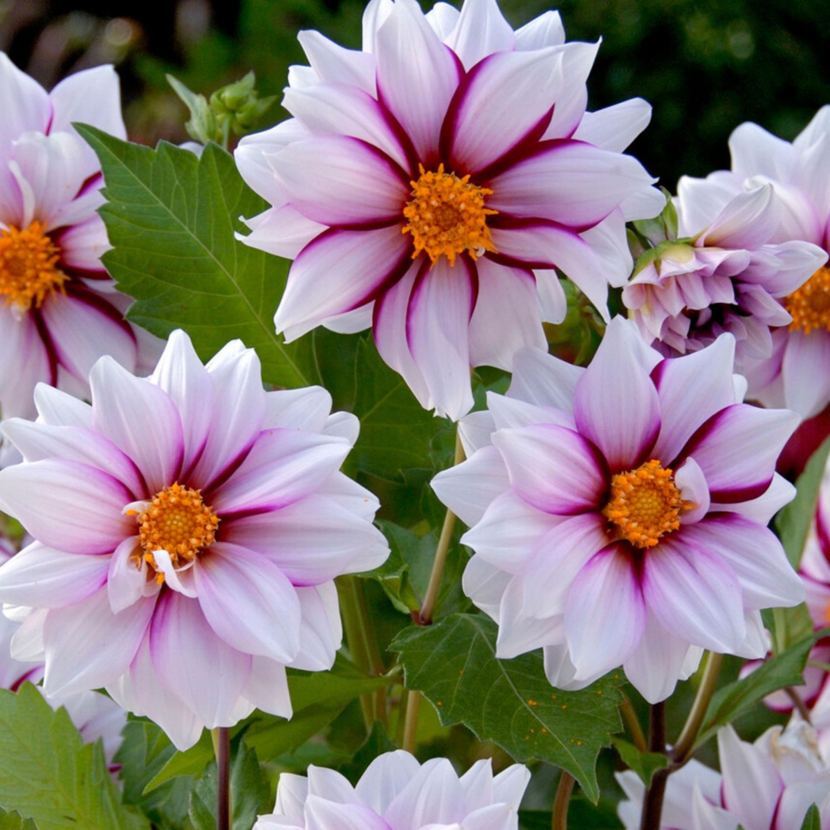 Dahlia tubers - 4 pcs. - Dahlia 'Salmon Love' - Flower Bulbs