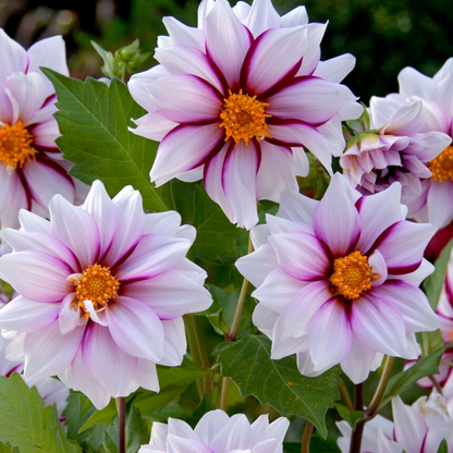 Dahlia tubers - 4 pcs. - Dahlia 'Salmon Love' - Flower Bulbs