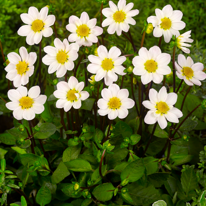 Dahlia tubers - 4 pcs. - Dahlia 'White Love' - Flower Bulbs