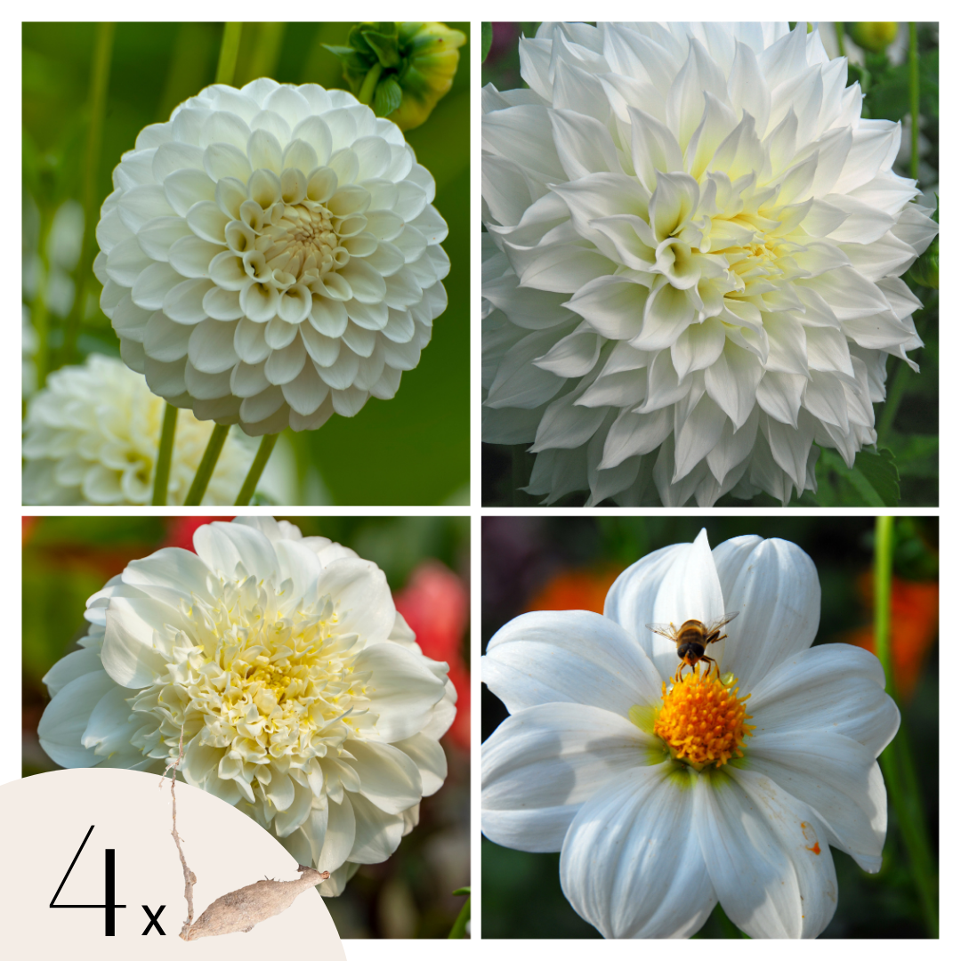 Dahlia tubers - 4 pcs. - Dahlia 'White Love' - Flower Bulbs