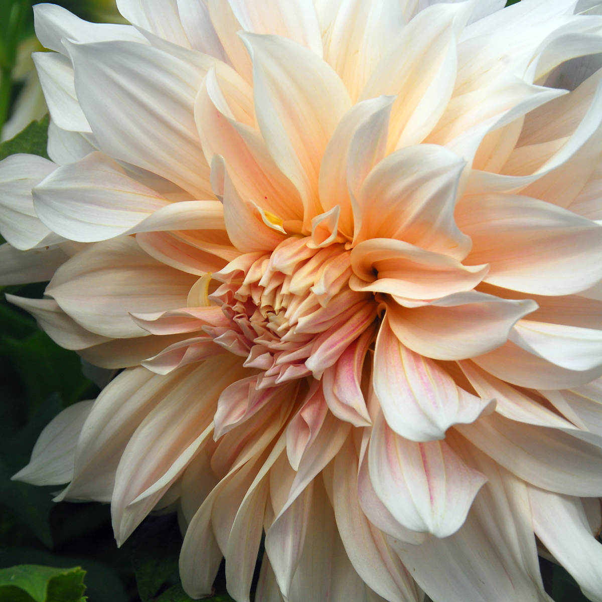 Dahlia tubers - 3 pcs. - Dahlia 'Cafe au Lait' - Flower Bulbs