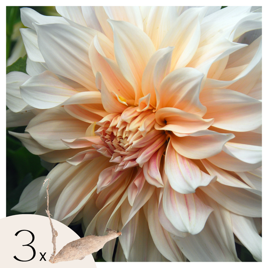 Dahlia tubers - 3 pcs. - Dahlia 'Cafe au Lait' - Flower Bulbs