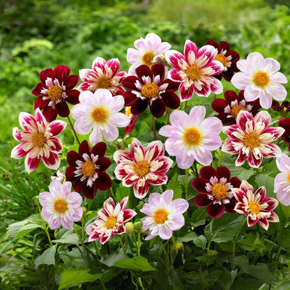 Dahlia tubers - 3 pcs. - Dahlia 'Favorite ballet' - Flower Bulbs