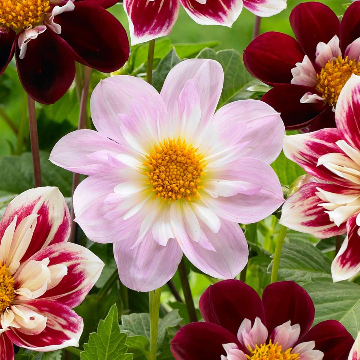 Dahlia tubers - 3 pcs. - Dahlia 'Favorite ballet' - Flower Bulbs