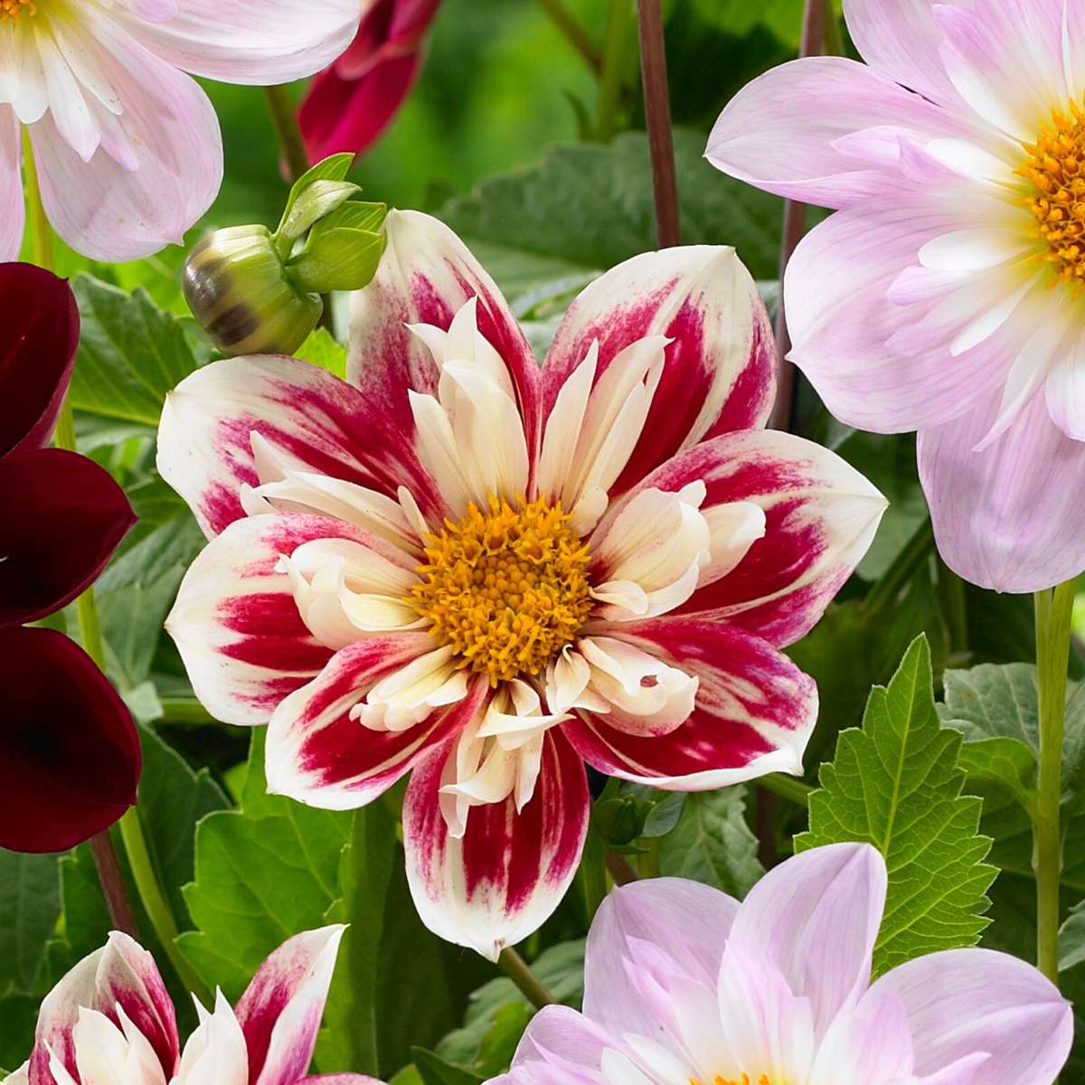 Dahlia tubers - 3 pcs. - Dahlia 'Favorite ballet' - Flower Bulbs